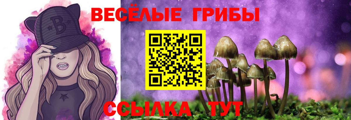 Галлюциногенные грибы Psilocybe Полысаево